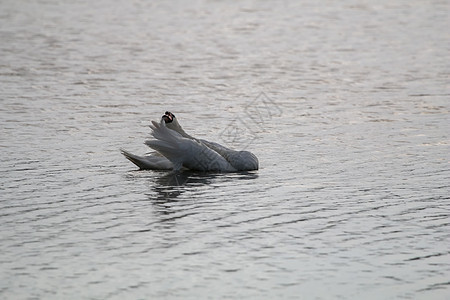 美丽的白天鹅在湖里游泳场景荒野野生动物海岸季节小鸡羽毛天鹅池塘水禽图片