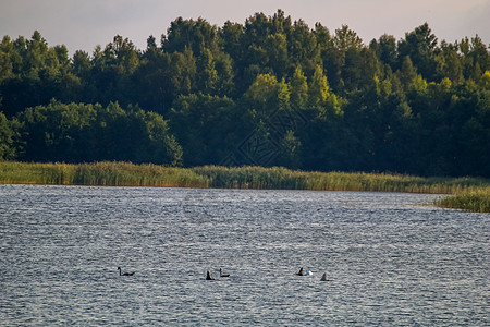 鸟儿的家族在湖里游泳图片