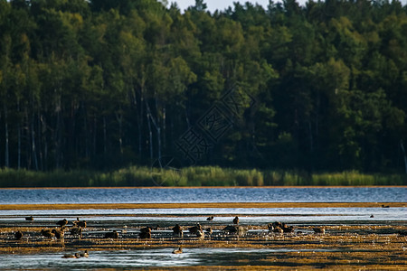 有鸭子在湖中游泳的大型聚居区场景海岸荒野树木小鸡野生动物水禽羽毛蓝色母亲图片