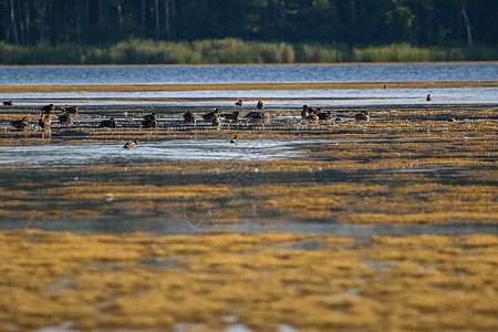 有鸭子在湖中游泳的大型聚居区森林野生动物浅滩树木池塘家庭母亲蓝色水禽荒野图片