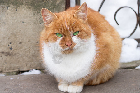 坐在寒雪的院子里的小红毛小猫图片