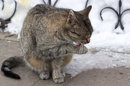 坐在寒雪中的小灰色条纹毛猫的近身图片