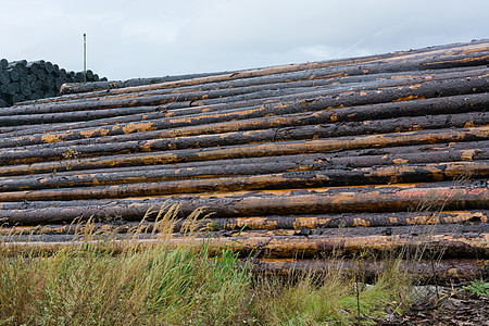 堆在木材储存场的木柴树林库存行业环境架子庭院柴堆植物材料晴天图片