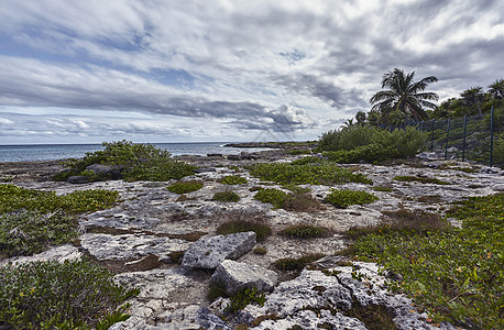 岩石中热带植被的生长图片