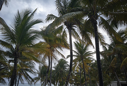 一些典型的墨西哥加勒比地区的棕榈树图片