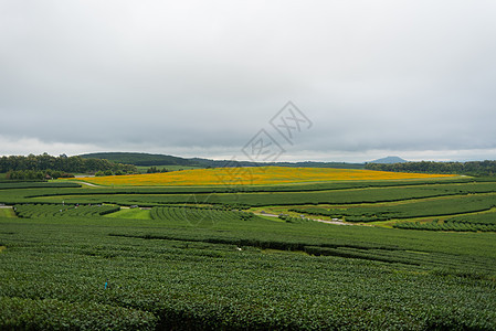 美丽的花园 清晨绿茶园环境天空地平线季节太阳场地树叶晴天草地农村图片