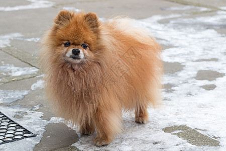 小红毛狗 站在冬季院子里 关上门图片