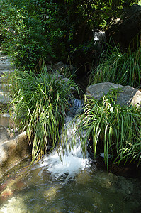 溪流串连成绿植物之间的池塘 公园为放松和冥想提供了舒适的景观衬套娱乐岩石水池园林森林树叶花瓣小路流动图片