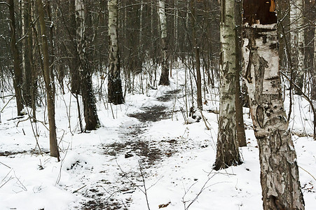 Birch森林的路径图片