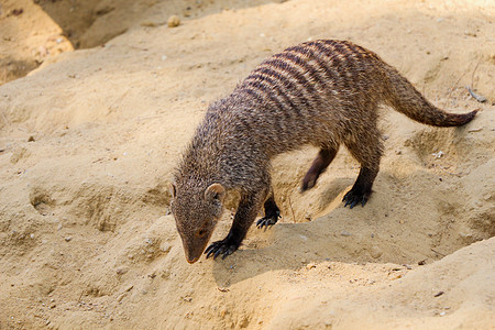 象野生生物一样在土壤中行走的动物哺乳动物生态毛皮条纹野生动物食肉荒野猫鼬带状动物群图片