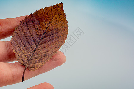 手握着白色背景的干枯秋叶黄色植物树叶棕色干叶季节水彩叶子图片