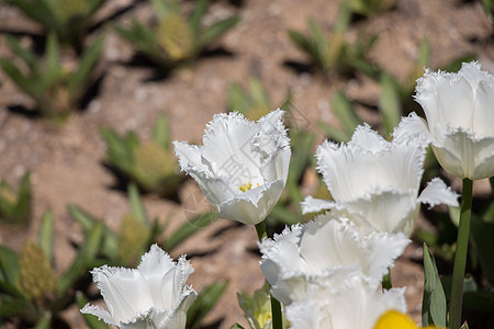 春天的白色郁金香花店花瓣花朵生长植物群晴天公园花园季节植物图片