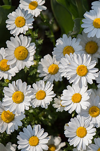 美丽的雏菊花作为背景花朵场地黄色植物群雏菊草地植物白色花园图片