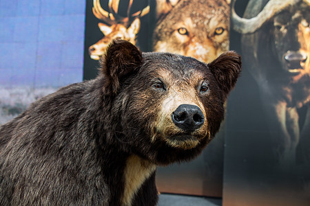 像野兽一样被填满的大黑熊头动物荒野眼睛猎人危险哺乳动物动物群力量森林食肉图片