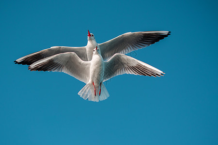 海鸥对等在蓝蓝的天空中飞翔伙伴照片蓝色鸟类动物飞行动物群羽毛航班钓鱼图片