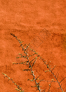 墙背景与一棵树相提并论墙纸植物生长叶子树叶树木背景图片
