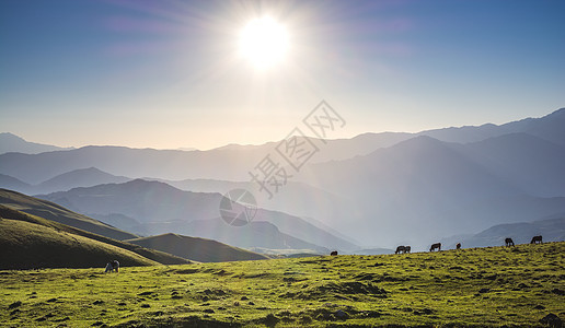 土耳其阿尔特文高地草原上的野草牧场草地环境植物群生长风景绿色季节场地生活图片