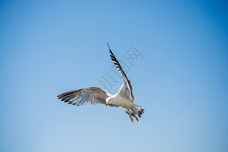 单海鸥飞越海洋天空自由翅膀鸟类飞行动物荒野蓝色照片羽毛图片