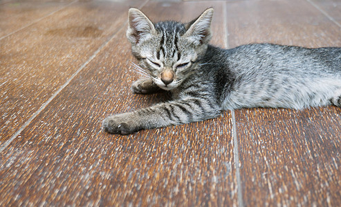 懒惰的街头小虎斑猫 猫躺在木地板上无线懒猫猫科动物眼睛宠物哺乳动物动物小猫地面街道头发图片