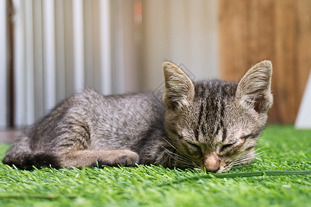 懒惰的街头小虎斑猫 猫躺在木地板上无线说谎婴儿荒野猫科动物小猫地面生活猫咪街道宠物图片