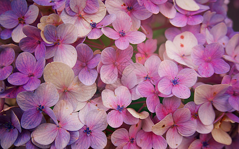 Hydrangea 大型植物花的背面宏观花瓣生活花园大叶紫色生长叶子植物群植物学图片