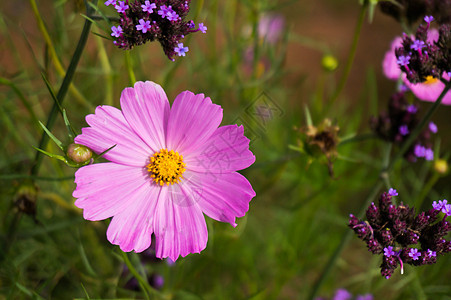 美丽的自然粉红色花在模糊的背景太阳植物群植物紫色园艺宏观花瓣晴天植物学生长图片