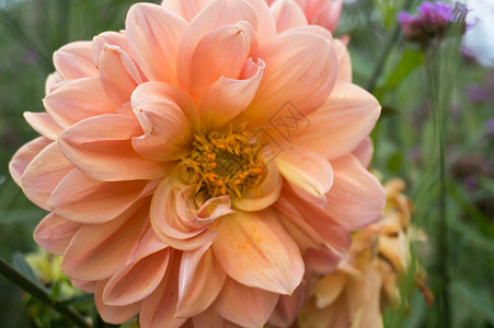 多丽花的美丽 橙色花朵图片