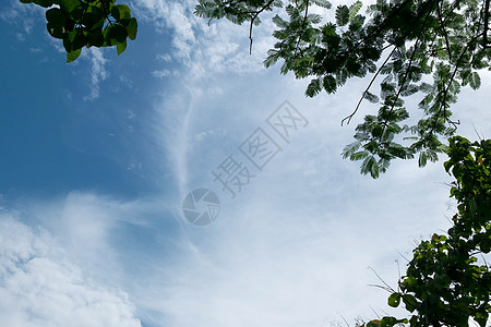 自然上蓝色天空背景的树枝树植物群森林风景美丽树叶环境植物学晴天木头太阳图片