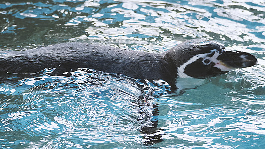 在蓝水色下游泳的企鹅海滩皇帝金图生活动物群液体速度蓝色野生动物巨石图片
