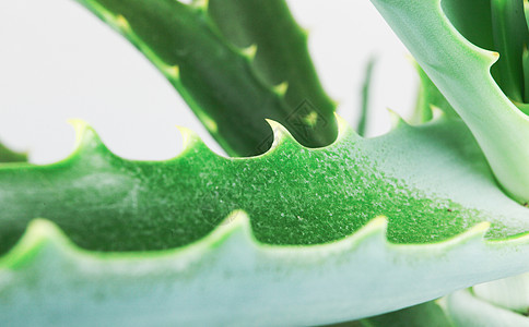 白色背景上的 Aloe Vera 切片沙漠皮肤药品果汁草本植物植物护理生长植物学叶子图片