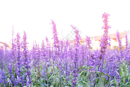 在花园里 紧贴着美丽的紫罗兰花朵植物学紫丁香宏观紫色季节植物群香味花瓣疗法花束图片