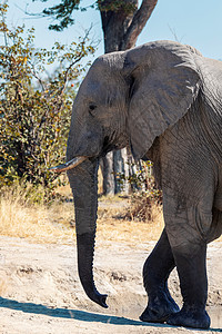 非洲大象 博茨瓦纳野生生物大草原树干国家荒野动物天空野生动物耳朵成人衬套图片