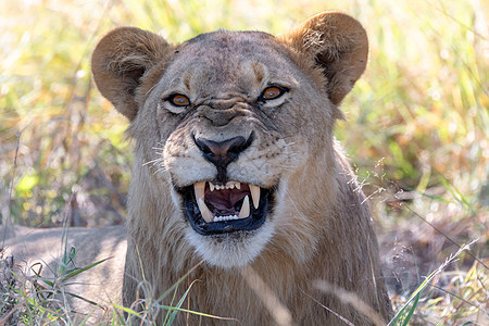 非洲野生生物 博茨瓦纳非洲野生动物养殖业母狮丛林马赛豹属食肉力量动物小屋牙齿捕食者图片