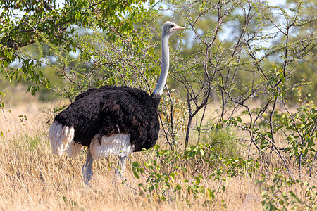 Ostrich 在Etosha 非洲野生动物野外旅行男性羚羊国家鸟鸟荒野跑步跨境女性动物群公园图片