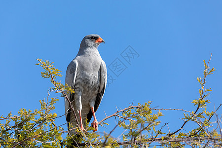 纳米比亚非洲野生生物 戈索鹰图片