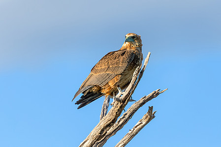 博茨瓦纳非洲野生生物协会 非洲野生动物荒野羽毛蓝天猎物国家地区沙漠旅行动物捕食者图片