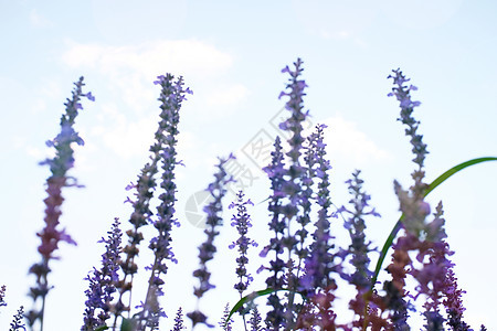 蓝色天空背景的紫色紫衣花朵 sel疗法香水薰衣草草本植物农村收成香味香气线条农场图片