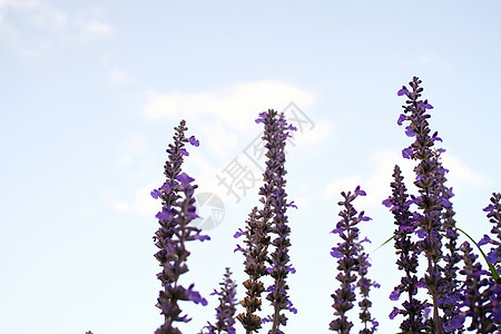 蓝色天空背景的紫色紫衣花朵 sel疗法花园农场日落植物香水农村场地收成香气图片