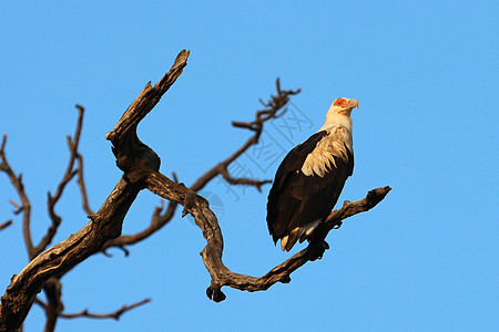 棕椰子秃鹫在他的罗骨之地动物黑色账单油棕食物鸟类棕榈枯树秃鹰水果图片