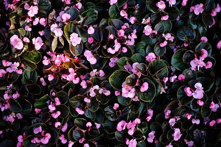 背景的美丽的自然花婚礼叶子季节太阳植物学艺术花瓣插图墙纸框架图片