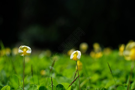 美丽的自然草背景草皮环境场地草地植物群生长院子墙纸草原公园图片