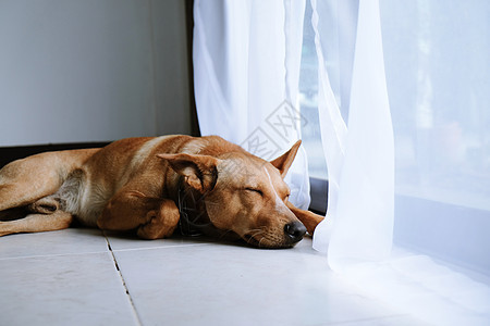 带笑容的棕色可爱狗猎犬动物哺乳动物小狗工作室乐趣健康朋友快乐宠物图片