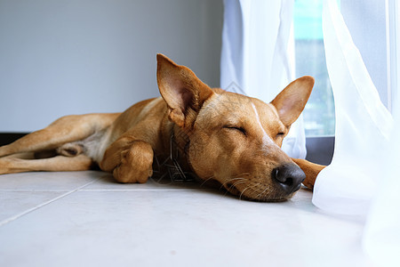 带笑容的棕色可爱狗绘画眼睛动物健康微笑猎犬哺乳动物舌头工作室快乐图片