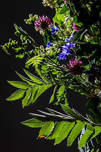 花香的花朵 来自野生夏花季节深色草地植物背景花瓣花粉植物群土地荒野图片