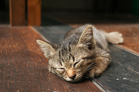 懒惰的街头小虎斑猫 猫躺在木地板上无线街道地面婴儿生活宠物眼睛猫咪荒野动物哺乳动物图片