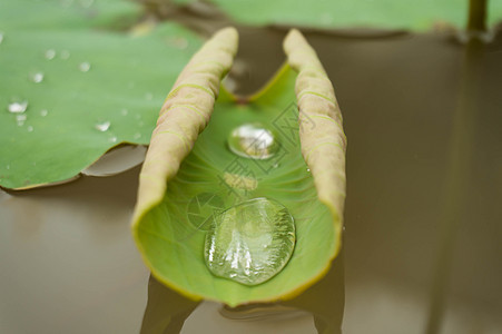 绿叶睡莲和水滴在白昼的荷叶上生活季节宏观阳光生长植物群雨滴飞沫荒野树叶图片