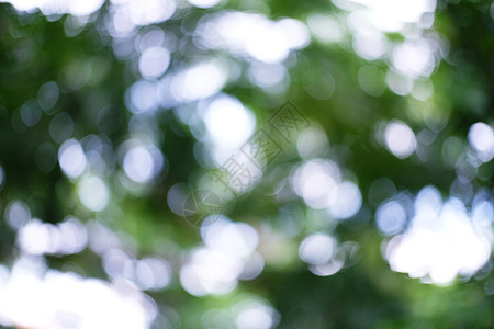 叶散景森林模糊的美丽自然背景模糊植物阳光环境花园公园季节晴天墙纸场地太阳图片