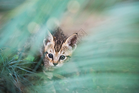 小猫小猫的肖像图片