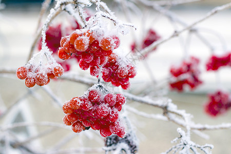 冻樱桃子树枝图片