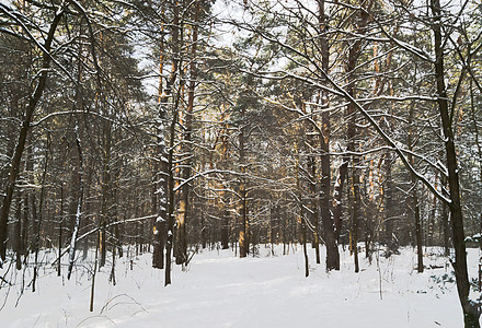 清晨的冬季森林图片
